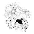 Camellia flower. Vector illustration. Perfumery and cosmetic plants. Wallpaper.